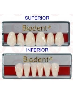 Biodent® dientes