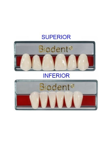 Biodent® dientes