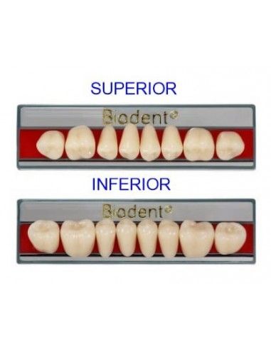 Biodent® dientes