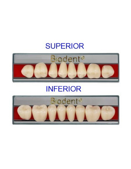 Biodent® dientes