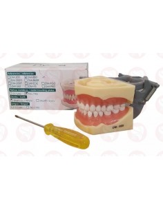 Modelo tipoodonto adulto