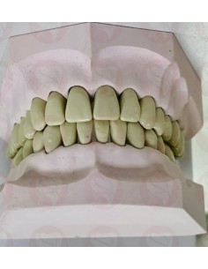 Modelo Ivorina adulto